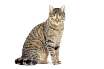 Fototapeta na wymiar Adult grey tabby cat sitting isolated on white background