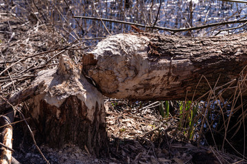 tree gnawed by beavers traces of beaver teeth felled tree in early spring close up