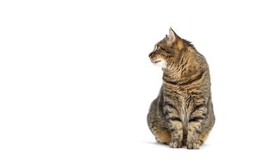 Adult grey tabby cat sitting isolated on white background