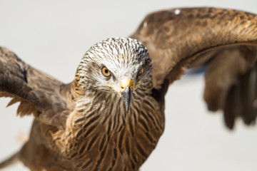 Portrait of a red kite.