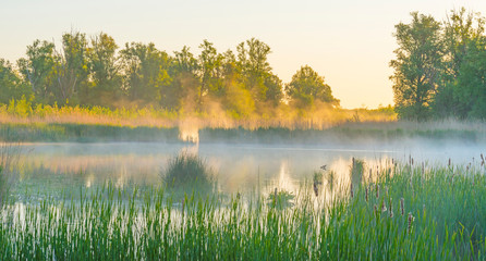 Reed along the edge of a misty lake below a blue sky in sunlight at sunrise in a spring morning