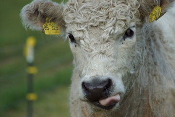 close up of a cow