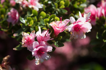 Rhododendron