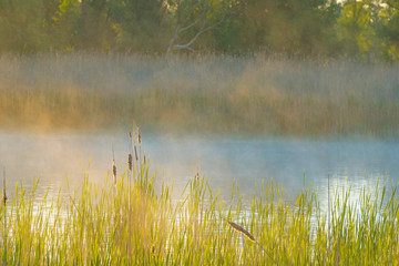 Reed along the edge of a misty lake below a blue sky in sunlight at sunrise in a spring morning