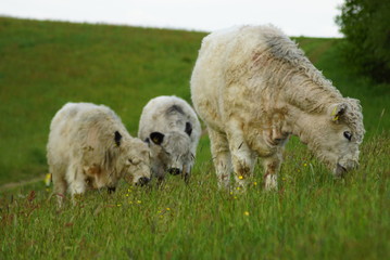 sheep and lamb