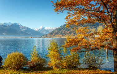 Awesome sunny landscape in the forest. Wonderful Autumn scenery. Picturesque view of nature. Amazing natural Background. Sun rays through colorful trees. Incredible view on alpine forest lakeside