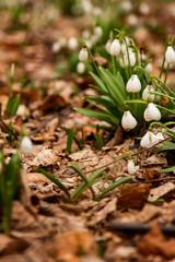 snowdrops