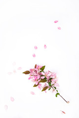Obraz na płótnie Canvas Wiosenny różowy kwiat 