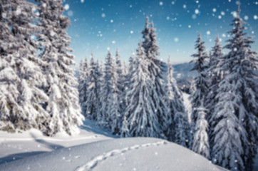 Wonderful Winter Landscape. Awesome Alpine Highlands in sunny day. Majestic frosen trees under Sunlight sparkling. Amazing Nature Scenery at Fairytale wintry woodland. Beautiful Natural background.