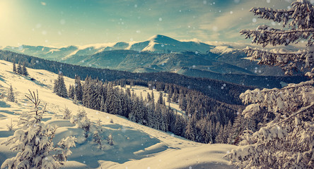 Wonderful Winter Landscape. Awesome Alpine Highlands in sunny day. Majestic frosen trees under Sunlight sparkling. Amazing Nature Scenery at Fairytale wintry woodland. Beautiful Natural background