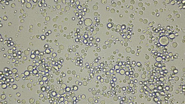 Milk under the microscope, fresh, natural, the movement of useful elements is visible: fats, trace elements and bacteria,