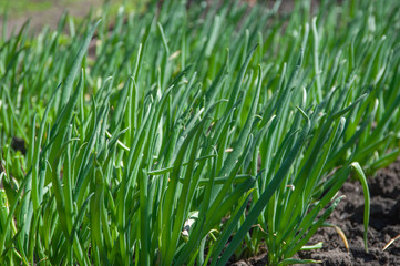 Fototapeta na wymiar Fresh green onions grow in the garden. Close-up photo, copy space 