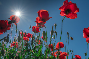 Obraz premium Poppy and buds in a field with blue sky in the background with selective focus. Close-up view from below. Lonely poppy.