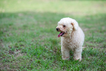 Poodle toy dog