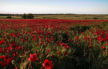 maki pole wieś słońce czerwień