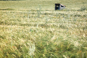 zboże wiosna zieleń słońce rolnictwo © Piotr