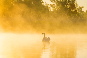 Swan swimming in a misty lake below a blue sky in sunlight at sunrise in a spring morning