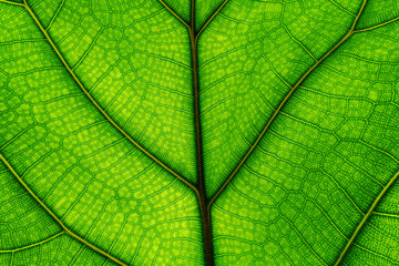 Naklejka na ściany i meble green leaf texture