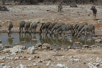 Zebrasherde am Wasserloch
