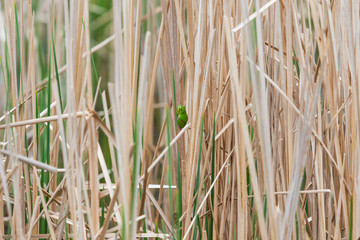 The green tree frog - Hyla arborea - sits on a reed in a pond in its natural habitat.