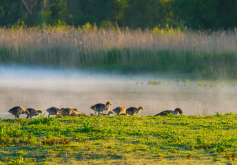 Geese and goslings walking along the edge of a misty lake below a blue sky in sunlight at sunrise in a spring morning