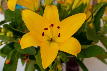 Front view close up of a yellow lily, Hemerocallis lilioasphodelus