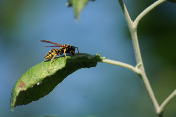 A European Wasp is resting on a green leaf.