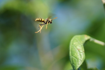 A European Wasp is resting on a green leaf.