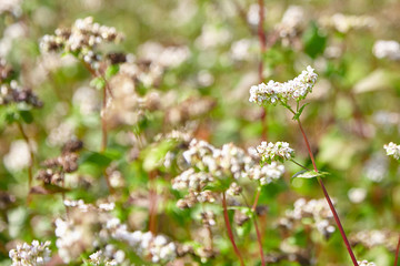 Buckwheat field, farmland. Blossoming buckwheat plant with white flowers