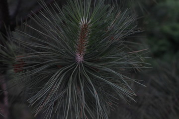 .spruce