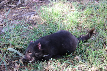 Tasmanian devil having lunch.