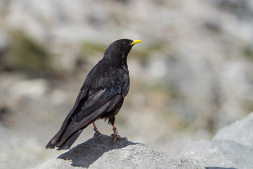 Example of alpine chough on a rock.