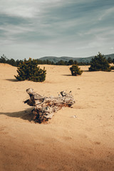 Photo of dry desert with deadwood and footsteps on foreground with dramatic and moody sky on background. Forest near the desert with dunes and cloudy sky. - natural light photo.