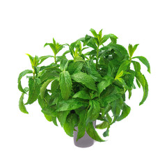 A bunch of lemon balm in a glass isolated on white