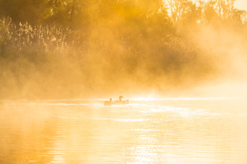 Geese and goslings swimming along the edge of a misty lake below a blue sky in sunlight at sunrise in a spring morning