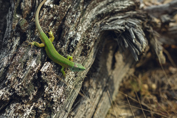 Portrait of green sand lizard (Lacerta Agilis) sunbathing on the wood. Beautiful and colorful sand lizard relaxing on the sun on sunset (nature on background).