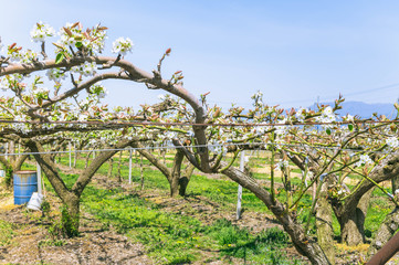 果樹園の梨の花