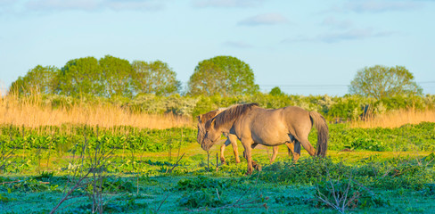 Horses in a field with reed below a blue sky in sunlight at sunrise in a spring morning © Naj