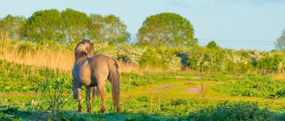 Horse in a field with reed below a blue sky in sunlight at sunrise in a spring morning © Naj