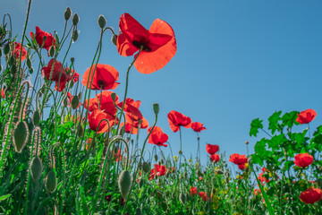 Obraz premium Poppy and buds in a field with blue sky in the background with selective focus. Close-up view from below. Lonely poppy.