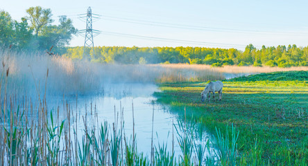 Horse grazing in a field along the edge of a misty lake in sunlight at sunrise in a spring morning © Naj