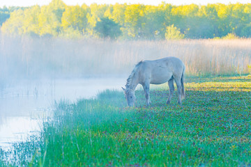 Horse grazing in a field along the edge of a misty lake in sunlight at sunrise in a spring morning © Naj