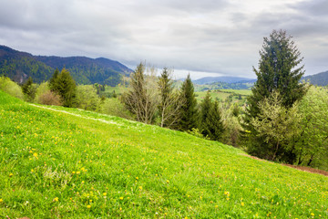 Fototapeta premium green meadows of mountainous countryside. cloudy weather in springtime. ridge in the distance. beauty of rural landscape
