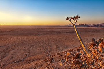 View of a quiver tree (Aloe Dichotoma) in front of the Namib desert, Namibia. The Namib is a...