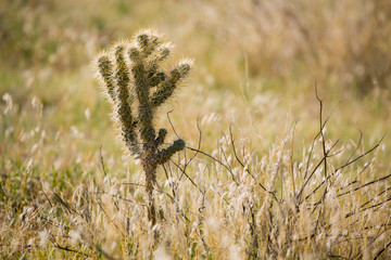 Lone cactus plant in the desert in Joshua Tree National Park

