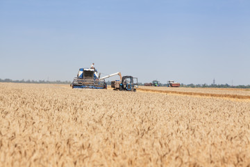 Fototapeta na wymiar harvesting combine unloading wheat in the field