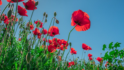 Obraz premium Poppy and buds in a field with blue sky in the background with selective focus. Close-up view from below. Lonely poppy.