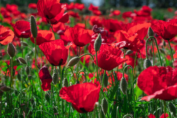 Obraz premium Poppies in a field with green grass in the background with selective focus. view at height. Lonely poppy.
