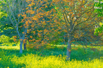 Spring is in the air with the lush green foliage of trees in a green pasture in sunlight at sunrise in a spring morning © Naj