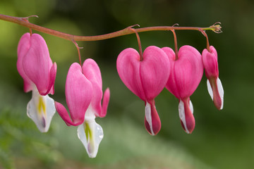Closeup of vibrant bleeding heart flowers on a branch